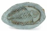 Lower Cambrian Trilobite (Longianda) - Issafen, Morocco #301710-1